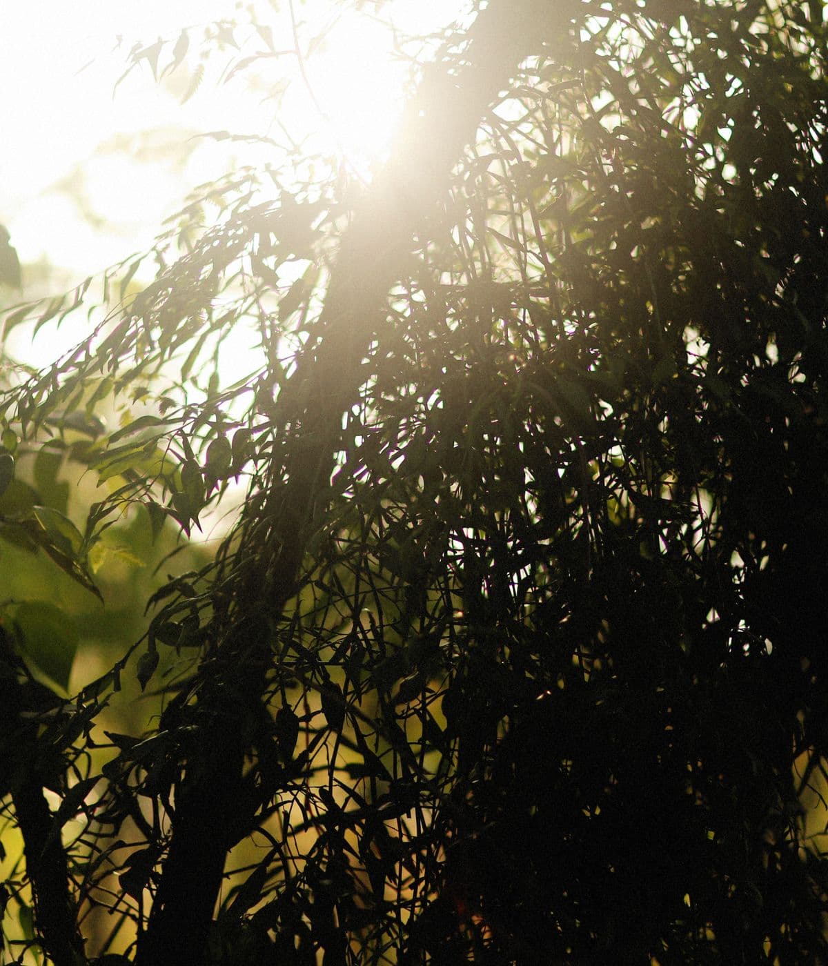 Sunlight through green leaves
